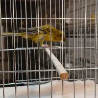 قناری نر کاکلی سبز خاص|پرنده|تهران, جابری|دیوار