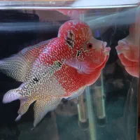 ماهی فلاور با اکواریوم