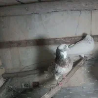 کبوتر درجه یک پرش بالا