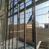 سهره سینه سرخ جوجه امسال نر