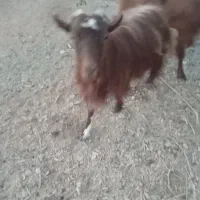 بز آبستن|حیوانات مزرعه|نجفآباد, حومه نجف آباد|دیوار