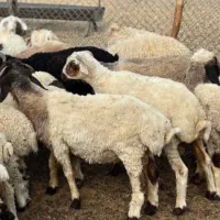بره نر