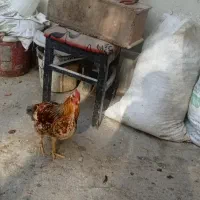 نیمچه خروس تخفیف داره|حیوانات مزرعه|ماهدشت, |دیوار