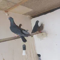 کفتر یا کبوتر رنگی