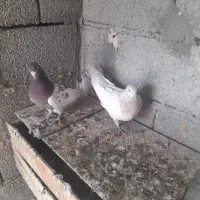 کبوتر|پرنده|آذرشهر, |دیوار