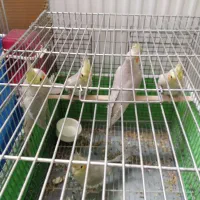 عروس هلندی معاوضه
