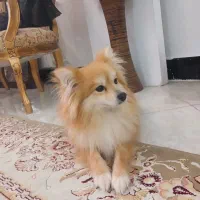 پامرین روباهی