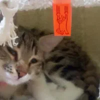 ماده ۶ ماهه