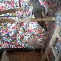 عروس البینو وایت فیس|پرنده|مراغه, |دیوار