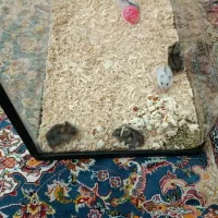 همستر کمپل