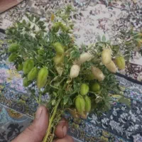 اکیپ نخود