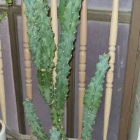 نخل ماداگاسکار