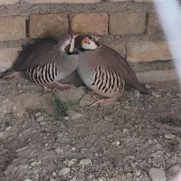 مرغ کوهی و محلی|حیوانات مزرعه|ایرانشهر, |دیوار