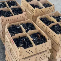 جوجه مشکی|حیوانات مزرعه|اهواز, دانشگاه چمران|دیوار