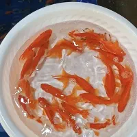 انواع ماهی قرمز و کوی