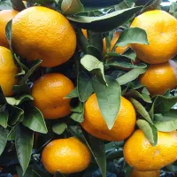 نارنگی محلی