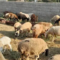 گوسفند فروشی|حیوانات مزرعه|عنبرآباد, |دیوار