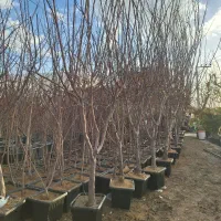 نهالستان درختان بزرگ تنومند چندساله