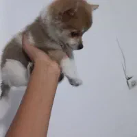 سگ 4 ماهه|سگ|صباشهر, |دیوار