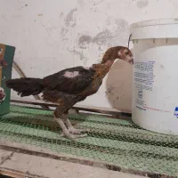 جوجه مرغ لاری