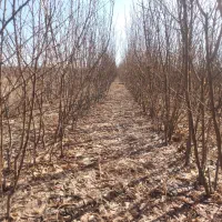 نهالستان آقائی انواع نهال الو گیلاس بادام هلو