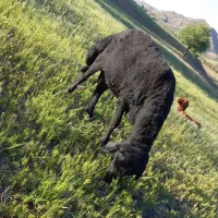 قوچ قره غزل افشار