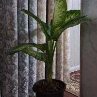 گل دیفن کاملیا