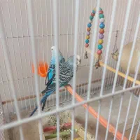 ی جفت مرغ عشق با قفس کوزه و تخم