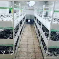 فروش کمپوست قارچ/فروش بذر قارچ/فروش خاک پوششی