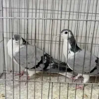 بدرنگ وسیمونی|پرنده|اصفهان, قائمیه|دیوار