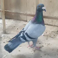 کفتر