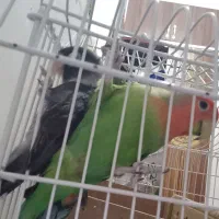 جفت طوطی برزیلی|پرنده|حمیدیه, |دیوار