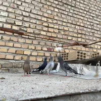 کبوتر