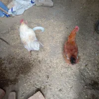 خروس|حیوانات مزرعه|دهگلان, |دیوار