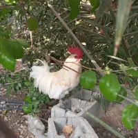 خروس سفید پا کوتاه