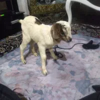 نر بز سائن