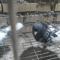 کله سیاه قواره دار|پرنده|اهواز, پردیس|دیوار