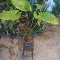 انواع گلهای اپارتمانی مناسب