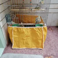 5000000|پرنده|اصفهان, ارداجی|دیوار