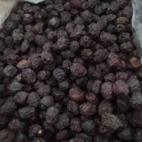 خرما گنتال یا آلویی