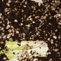 فروش بچه حلزون