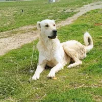 سگ عراقی|سگ|چهاردولی, |دیوار