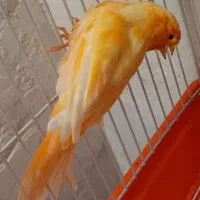 قناری رنگی|پرنده|بوشهر, |دیوار