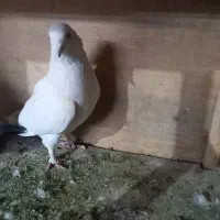 کفتر تهرانی|پرنده|ری, شهادت|دیوار