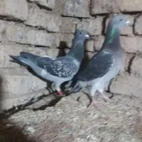 چاپی|پرنده|اصفهان, بوستان زاینده رود|دیوار