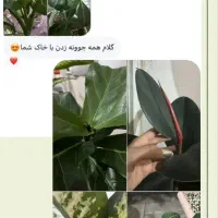 فروش خاک گل|گل و گیاه طبیعی|بوکان, |دیوار