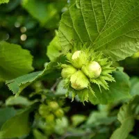 فندق ترکیه سردسیری