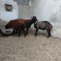 همو هترو|حیوانات مزرعه|کاشان, کوی اداره گاز|دیوار