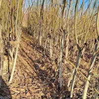 نهال گردو دیرگل