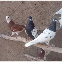فروش کبوتر|پرنده|چناران, |دیوار